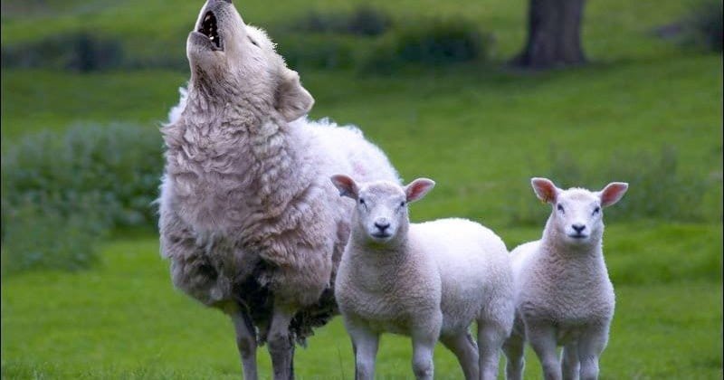 lobo-pele-cordeiro-imid-group